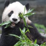 Urso Panda: o símbolo e o espírito animal da China